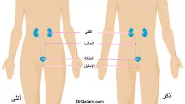 عدوى المسالك البولية عند البالغين: كل ما تحتاج إلى معرفته